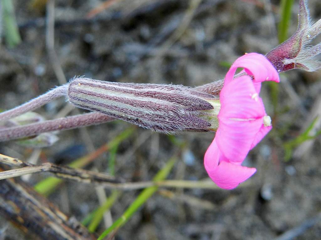 Silene gr. colorata